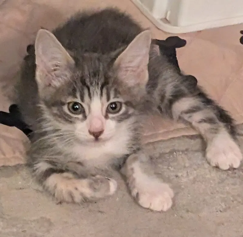 Cider, a male kitten up for adoption
