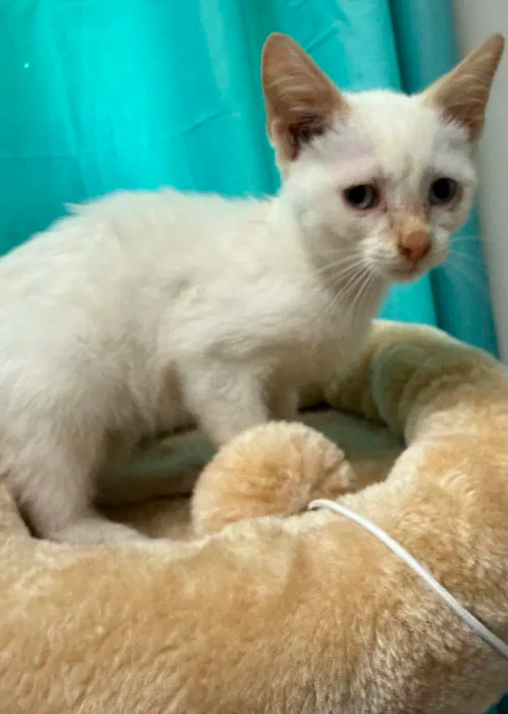 Ghost, a male Siamese kitten up for adoption