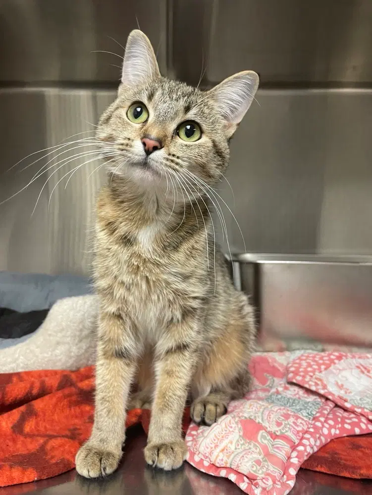 Tori, an adult female cat up for adoption