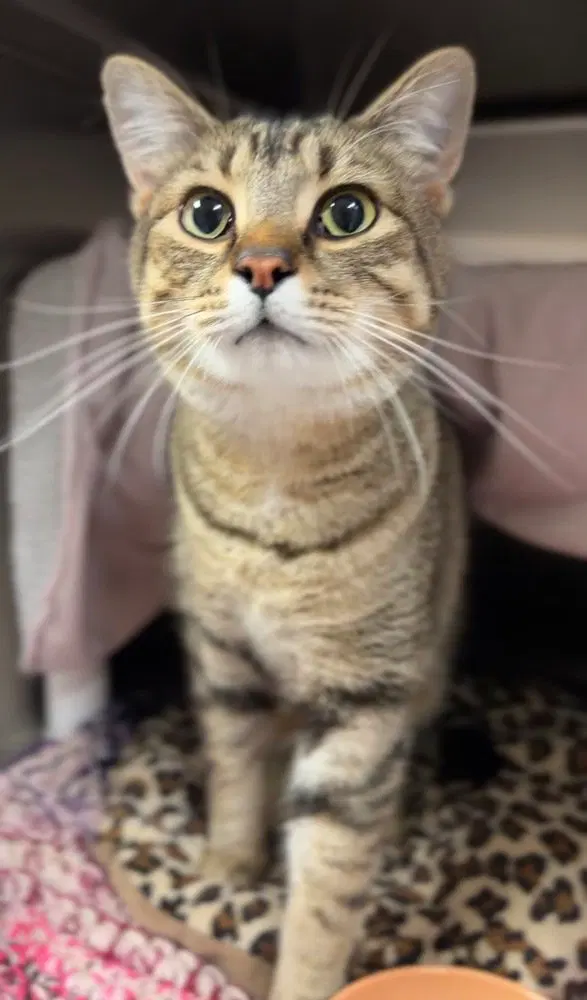 Eddie, an adult male cat up for adoption