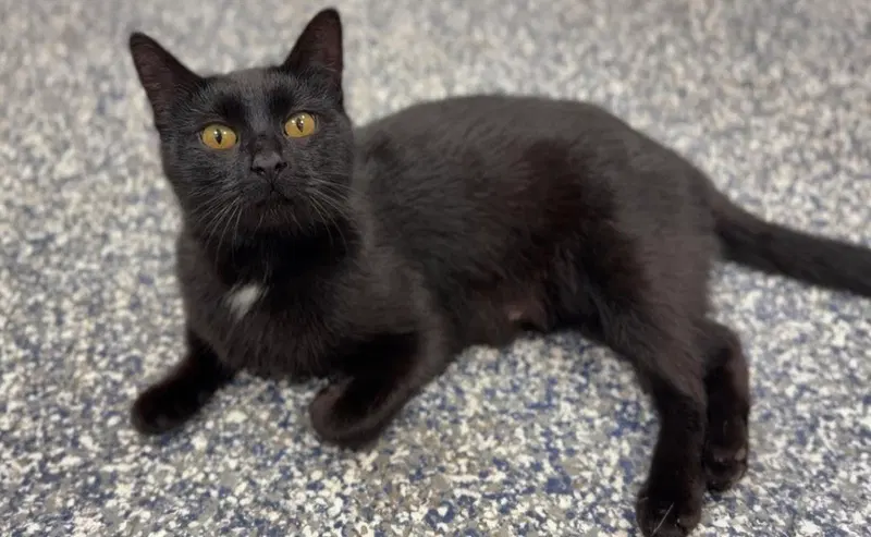 Hershey, an adult female cat up for adoption
