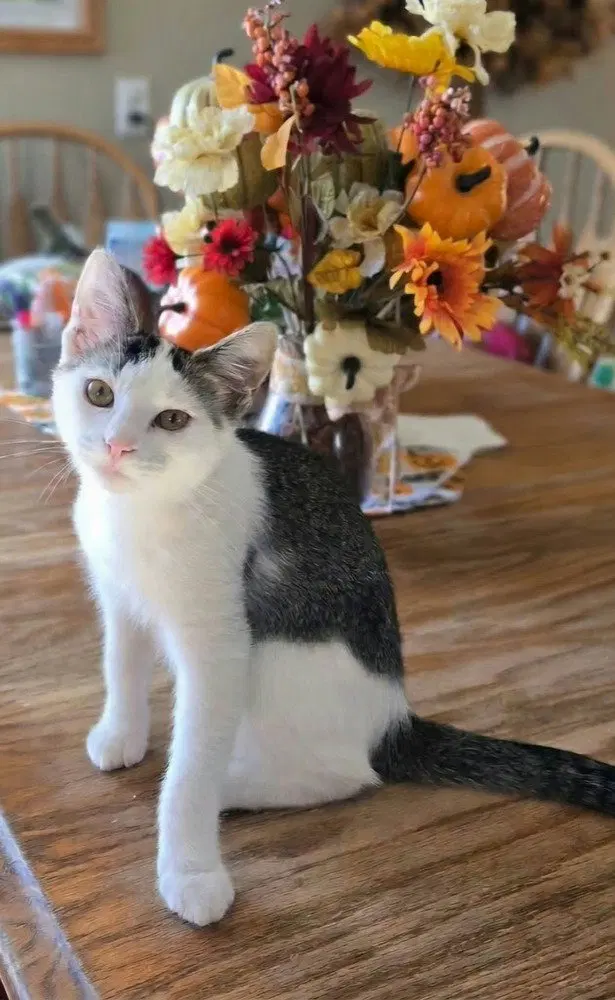 Dolly, a female kitten up for adoption