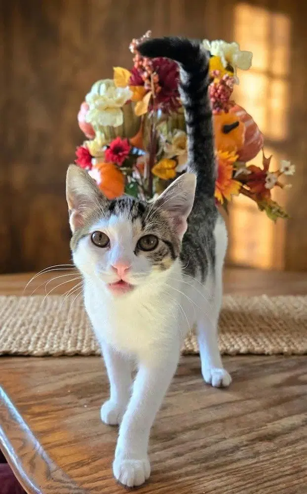 Reba, a female kitten up for adoption