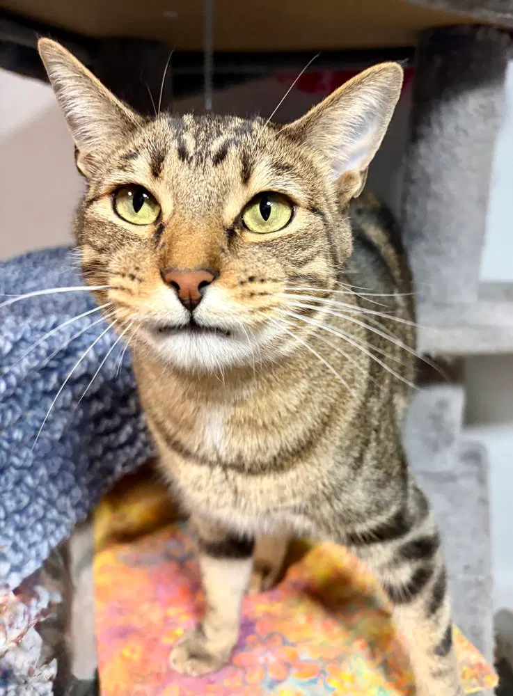 Heathcliff, an adult male cat up for adoption