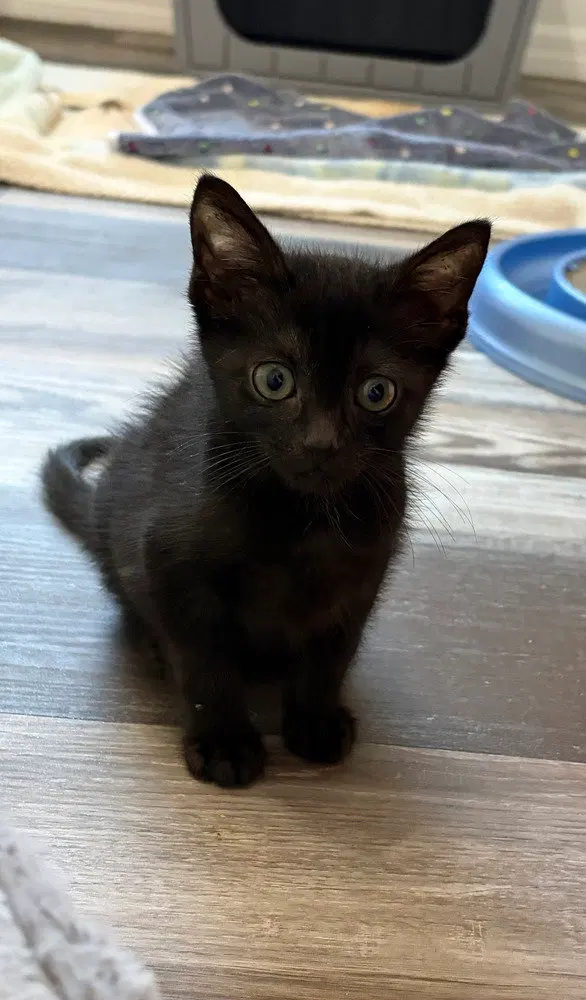 Apollo, a male kitten up for adoption