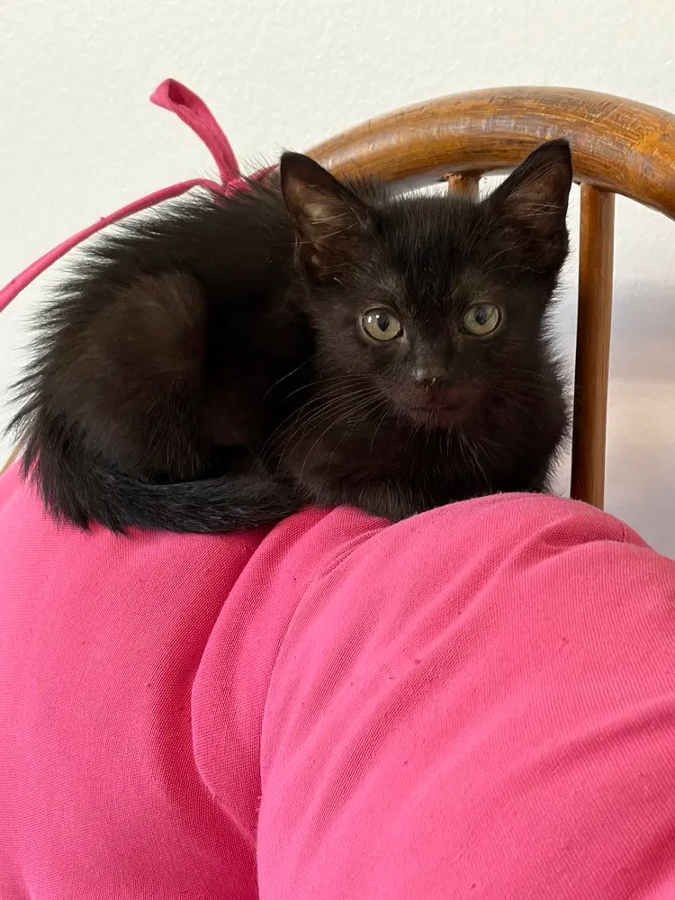 Apollo, photo 2