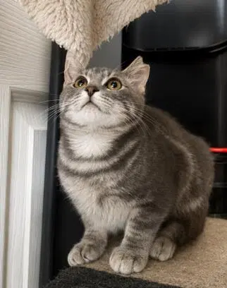 Crumpet Gray Bonded With Cirrho, photo 2