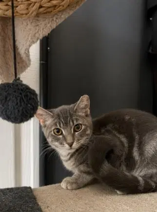 Crumpet Gray Bonded With Cirrho, photo 3