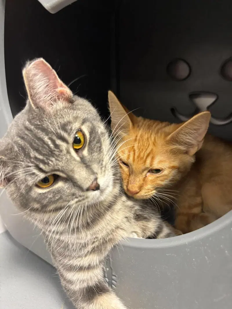 Crumpet Gray Bonded With Cirrho, photo 4