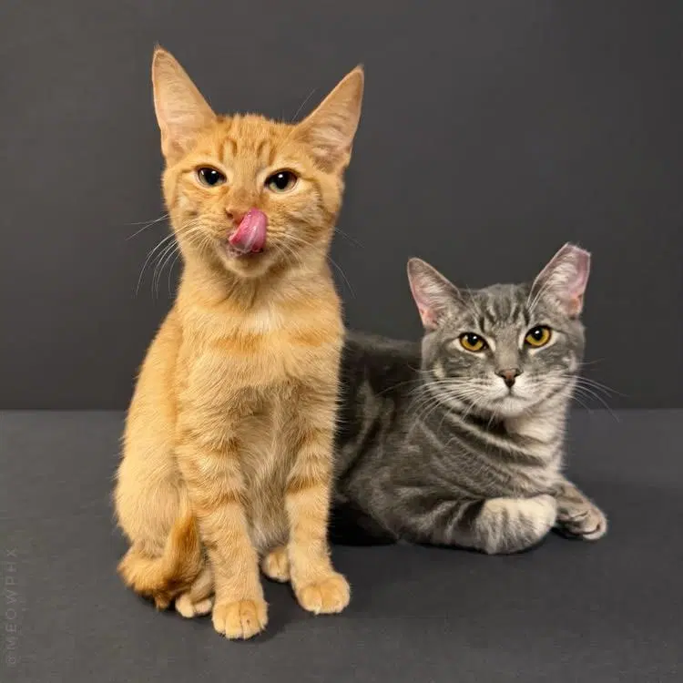 Cirrho Tomento Bonded With Crumpet, a male kitten up for adoption