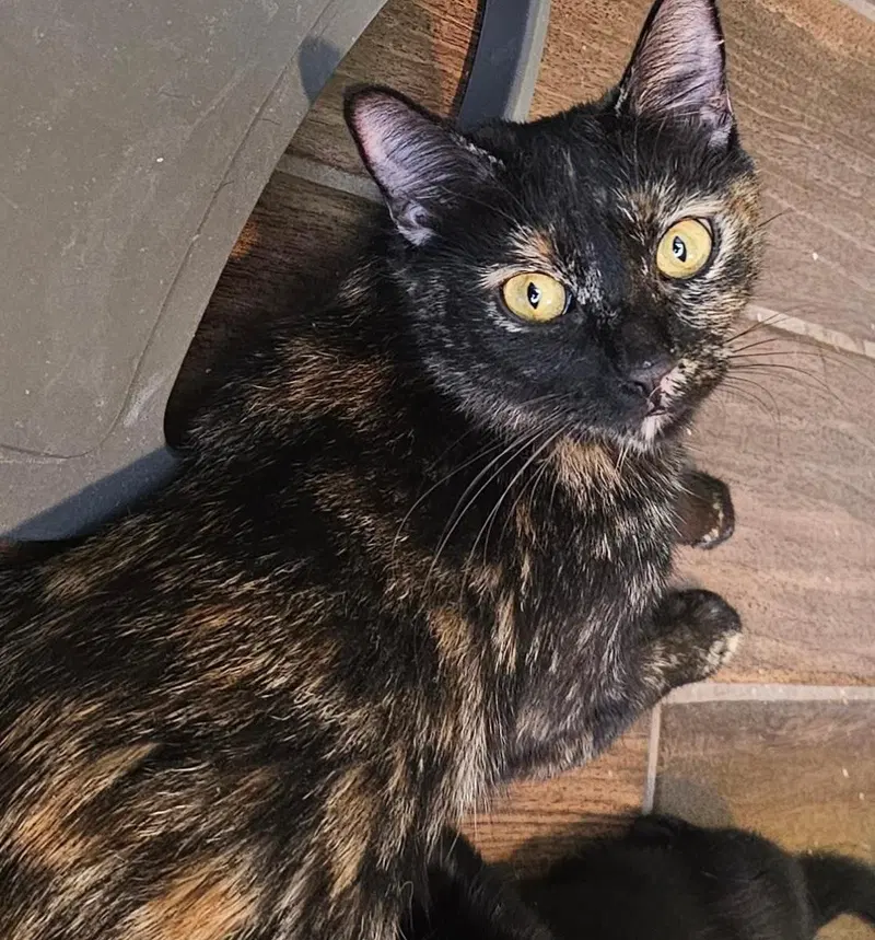 Shelby Vroom Vroom, a young female Tortoiseshell cat up for adoption