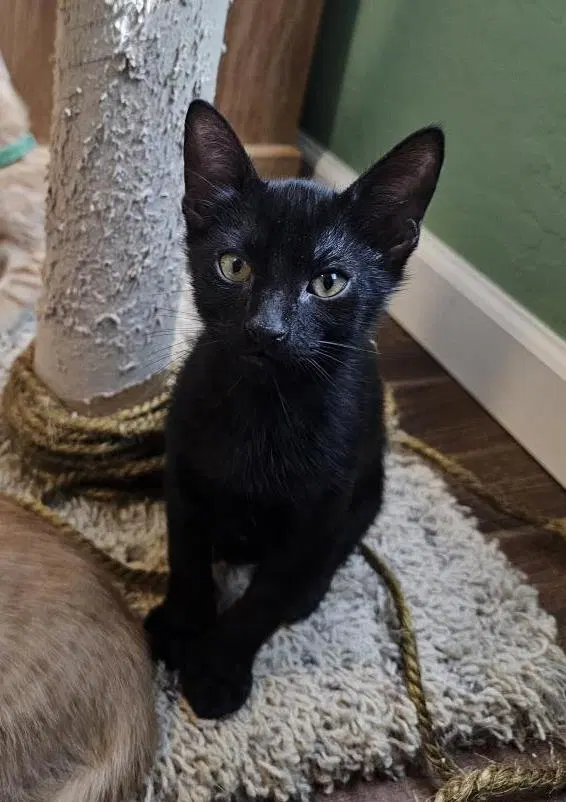 Royce Vroom Vroom, an adult male cat up for adoption