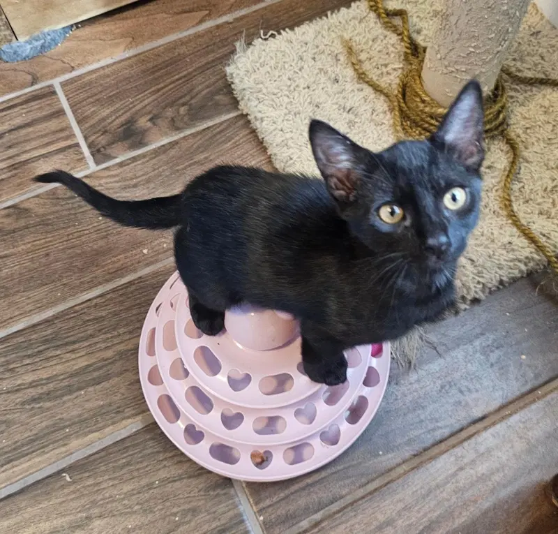 Coop Vroom Vroom, a male kitten up for adoption