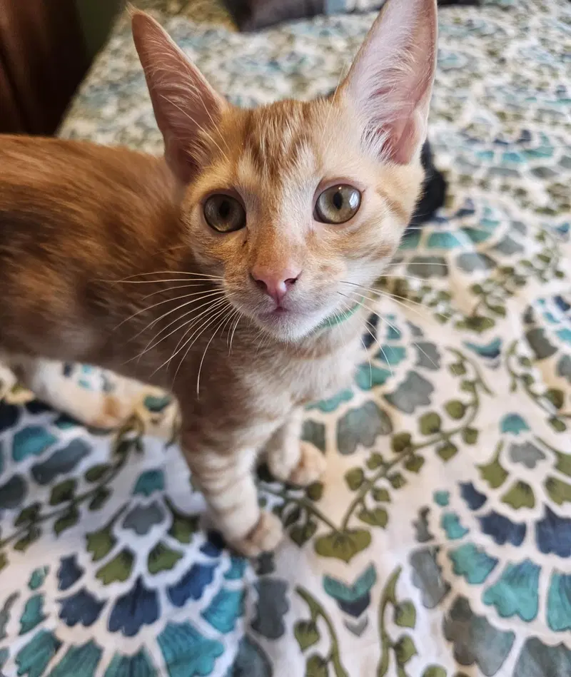 Ford Vroom Vroom, a male kitten up for adoption