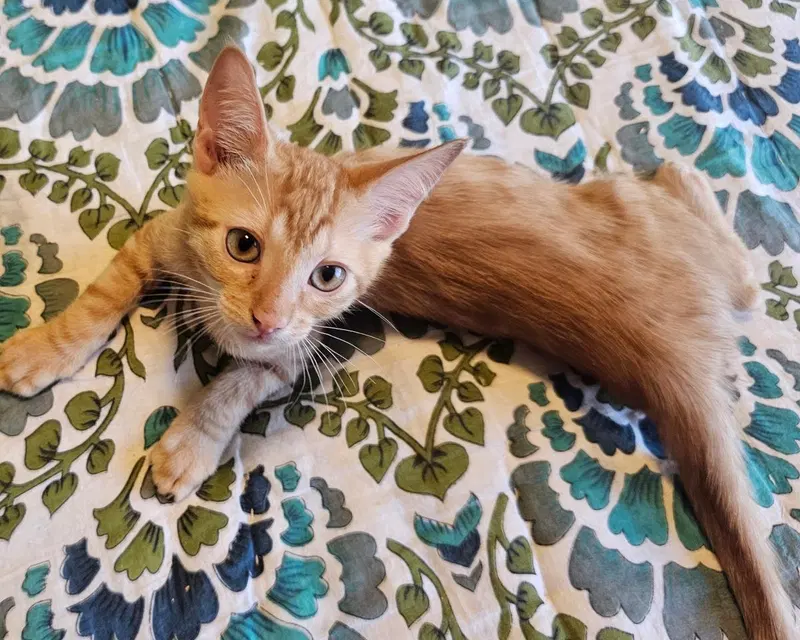 Jag Vroom Vroom, a male kitten up for adoption