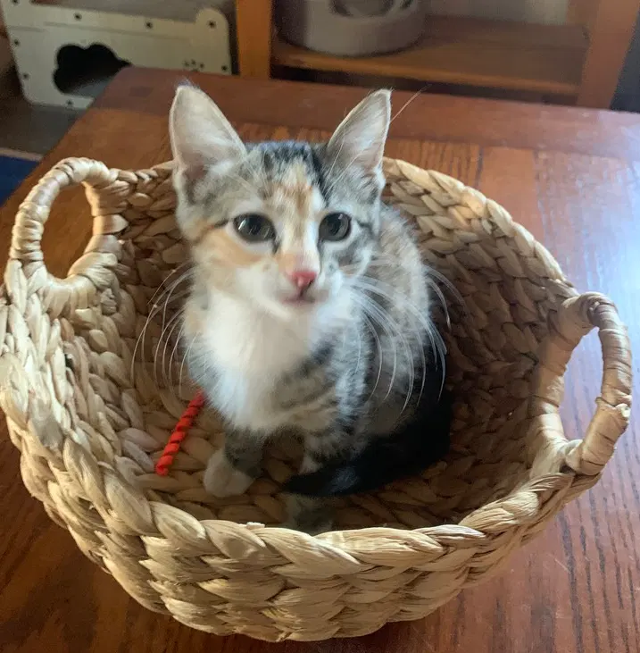 Lavender, a female kitten up for adoption