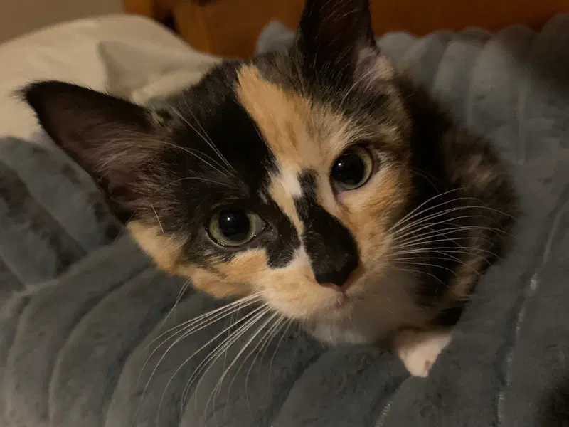 Meadow, a female kitten up for adoption