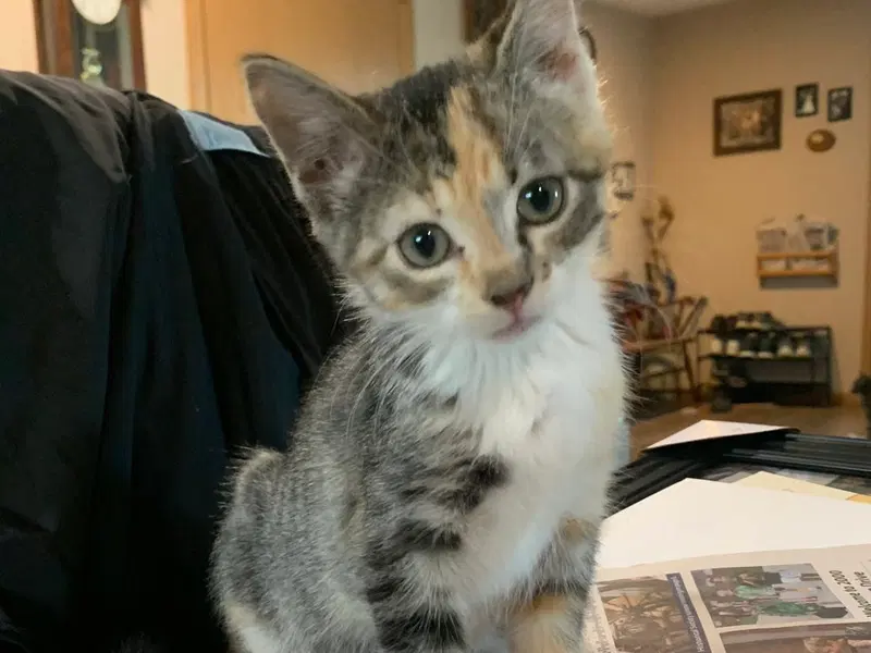 Posie, a female kitten up for adoption