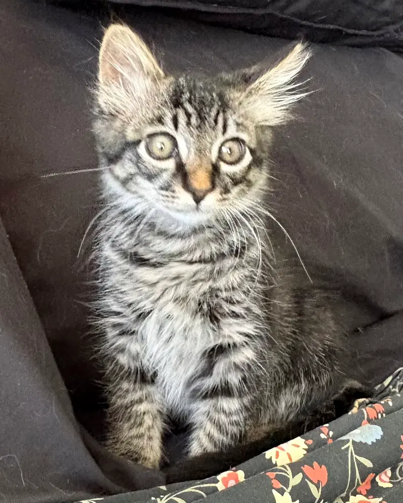Major Mayhem SG, a male kitten up for adoption