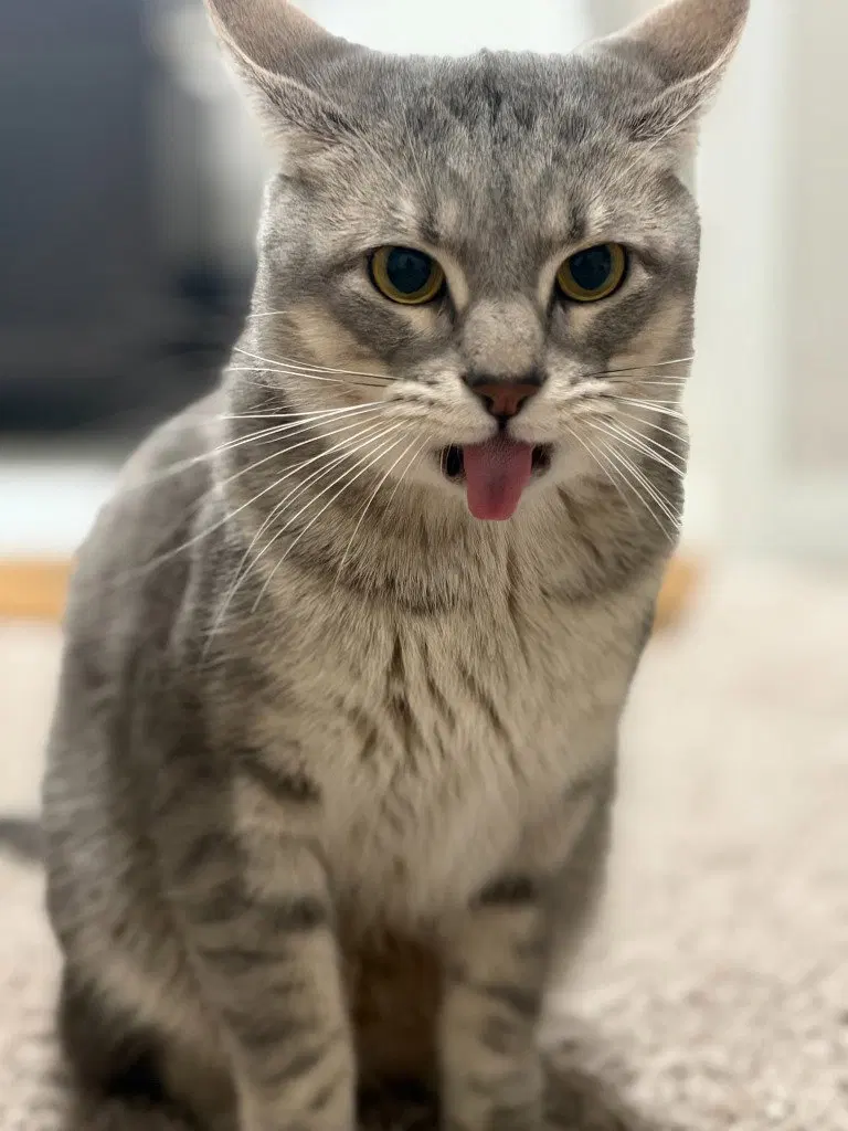 Pickles, an adult male cat up for adoption