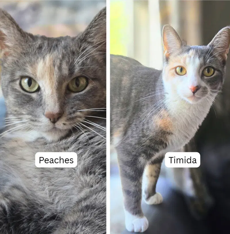 Peaches / Timida, an adult female cat up for adoption