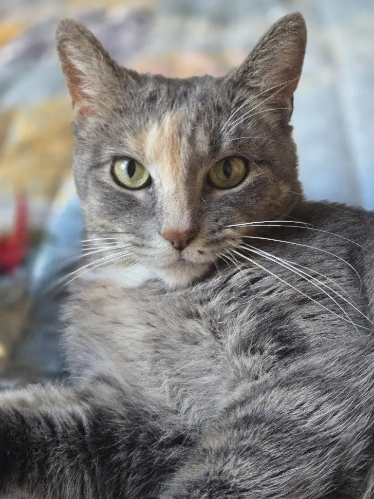 Peaches / Timida, photo 3