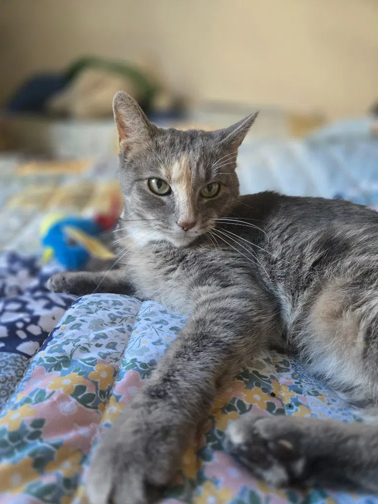 Peaches / Timida, photo 4