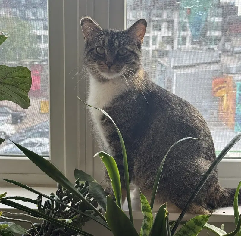 Violet Bloom, a young female cat up for adoption