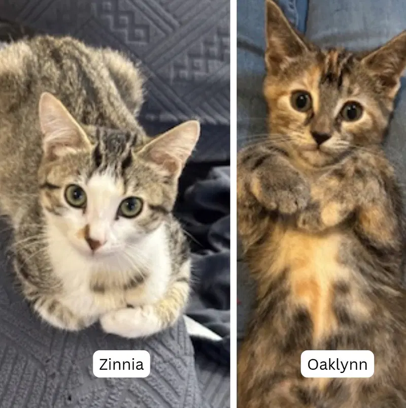 Zinnia / Oaklynn, a female kitten up for adoption