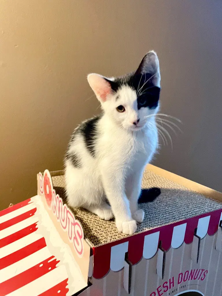 Clive, a male kitten up for adoption
