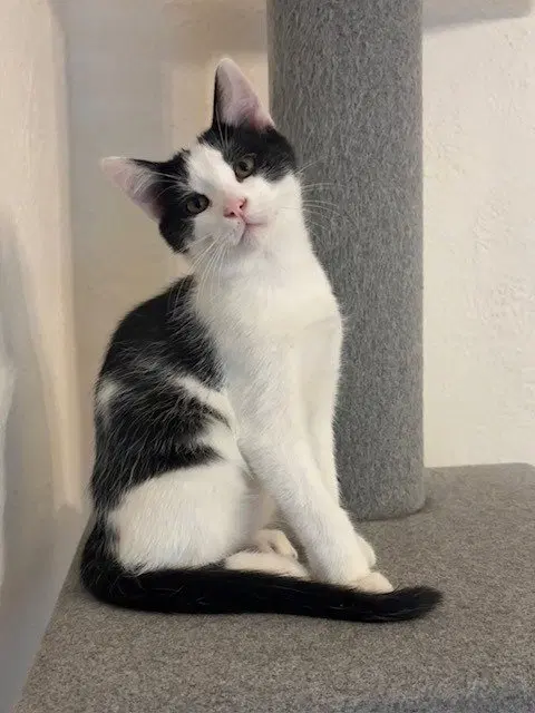 Stewart, a male kitten up for adoption
