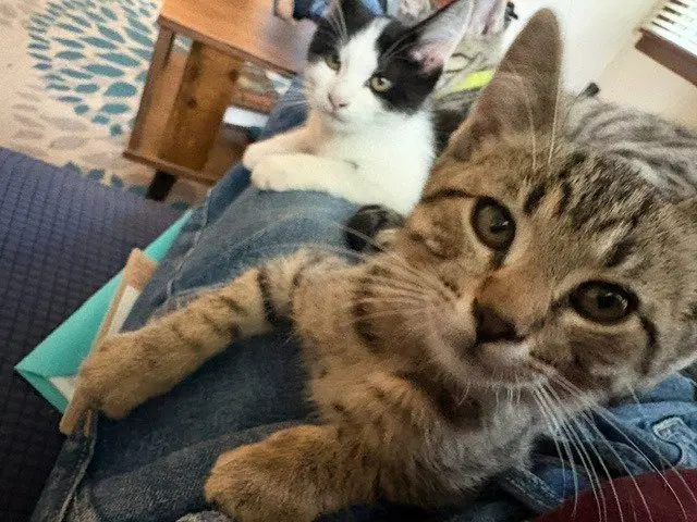 Milton, a male kitten up for adoption