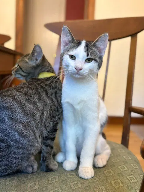 Bernie, a male kitten up for adoption