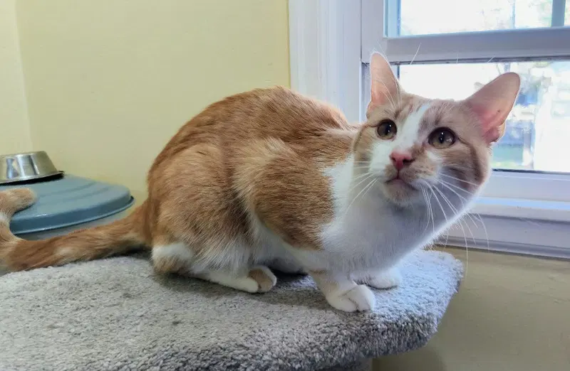 Haymitch, a young male cat up for adoption