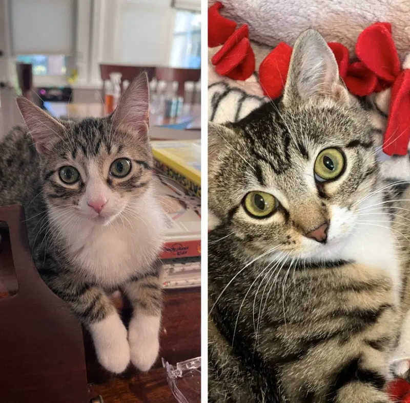 Aqua / Splash, a young female cat up for adoption