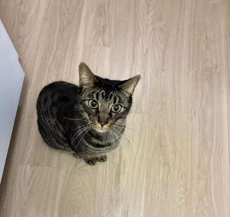 Amal, an adult male cat up for adoption
