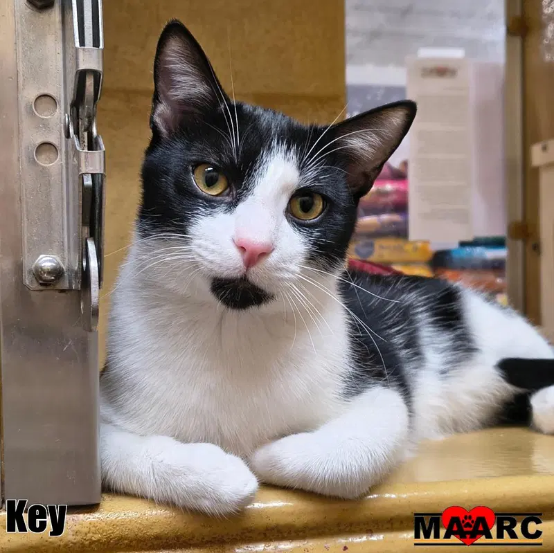 Key / Peele, a young male cat up for adoption