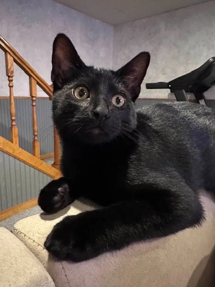 Ozzy Pawsborne, a male kitten up for adoption
