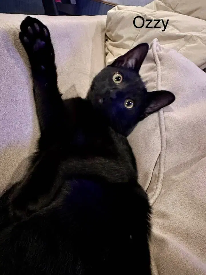 Ozzy Pawsborne, photo 2