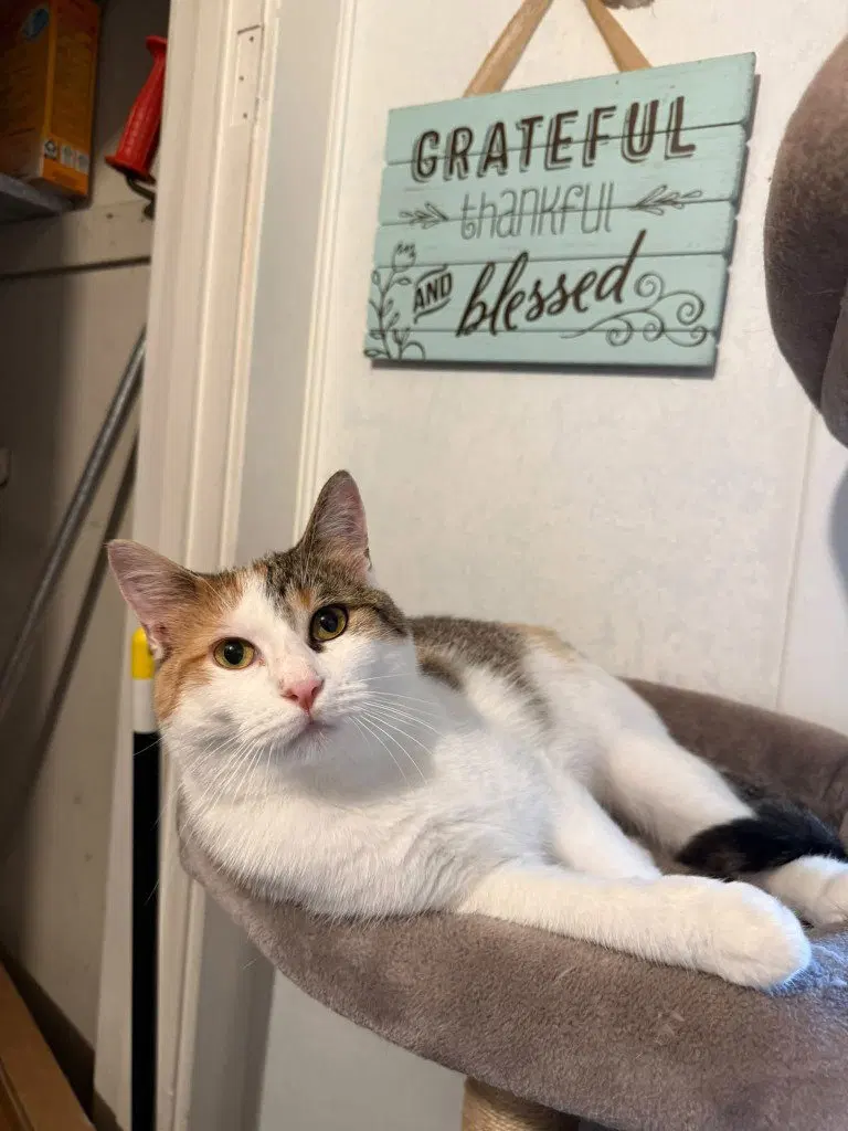 Penelope, a young female cat up for adoption