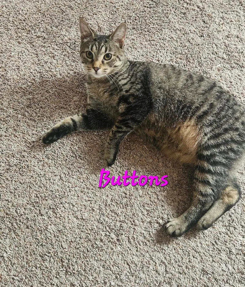 Buttons, a young female cat up for adoption