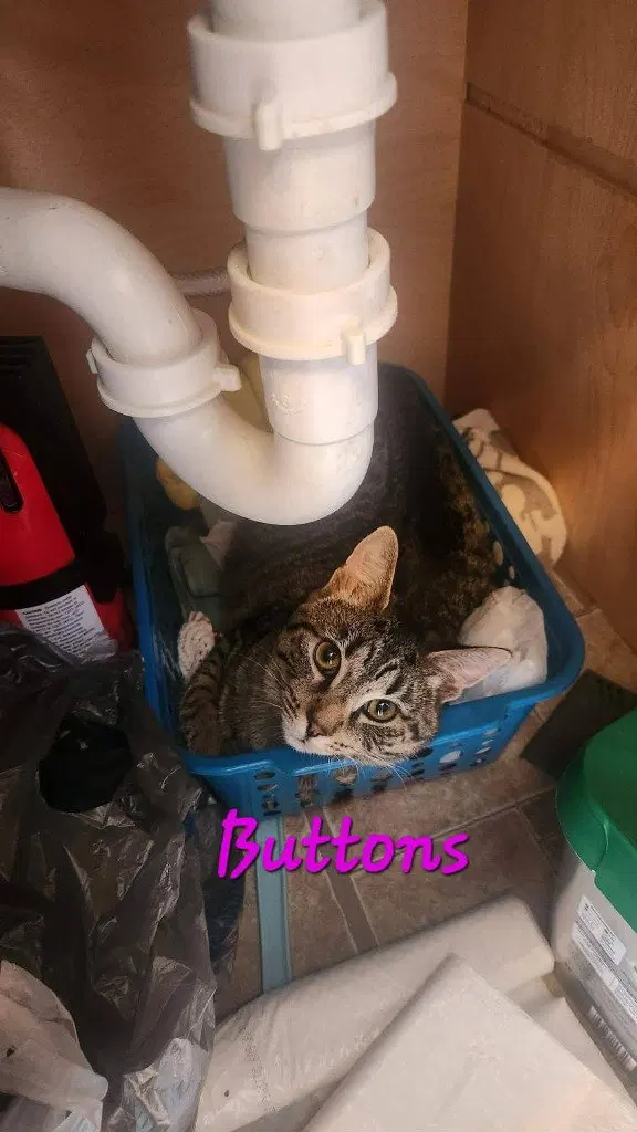 Buttons, photo 2