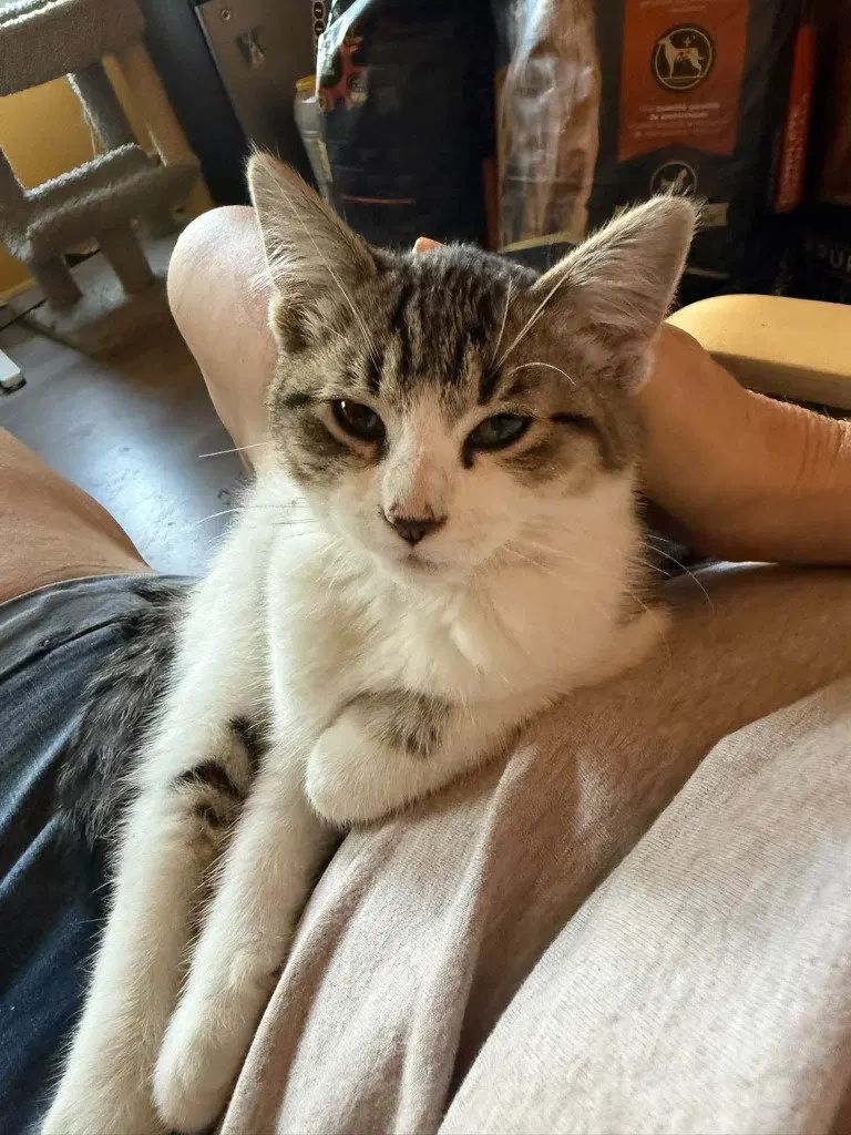 Pretzel, an American Curl kitten up for adoption