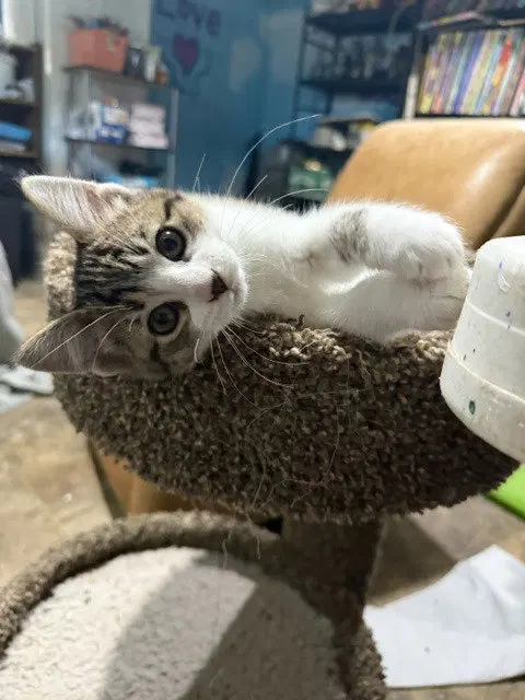 Pretzel, photo 4