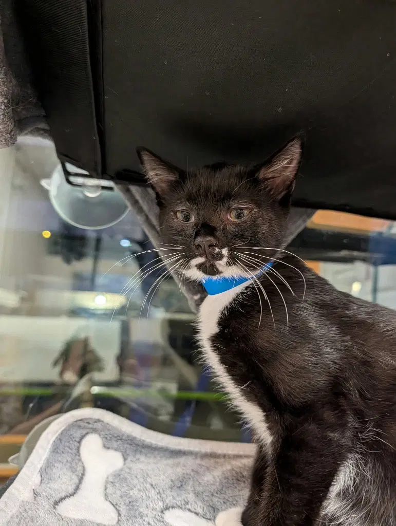 Neptune, a male kitten up for adoption