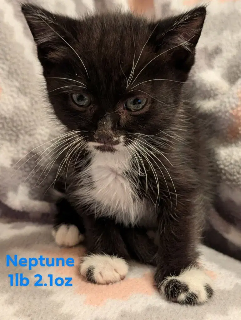 Neptune, photo 4