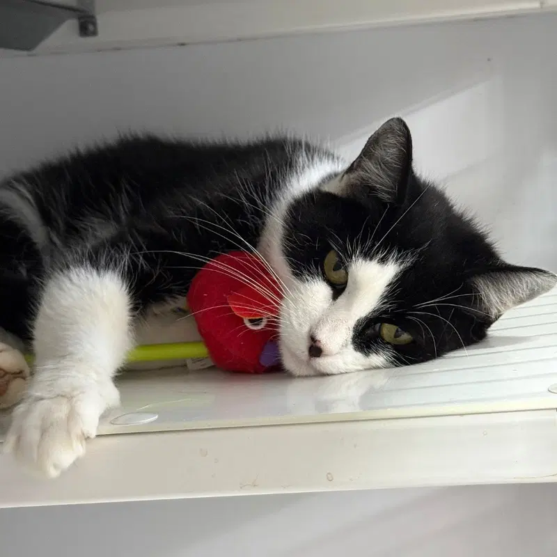 Gabby, a young female cat up for adoption