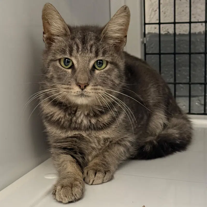 Dusk, a young female cat up for adoption