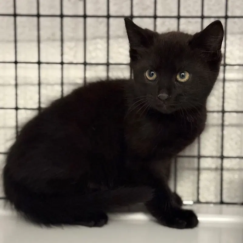 Viper, a male kitten up for adoption
