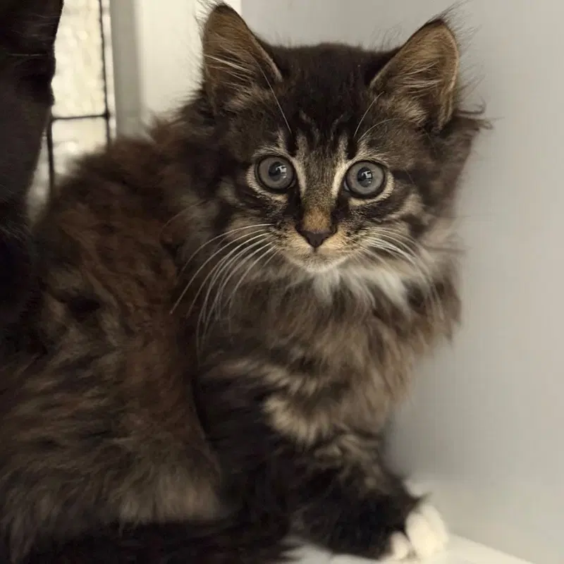 Velvet, a female kitten up for adoption